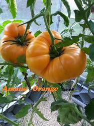 Amana Orange 30.08-1.jpg
