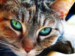 cat_eye.thumb.jpg.eb1b2c5f678c9a1f3e289a8732dfc2f2.jpg