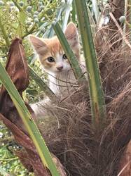 Сочинские пальмовые коты