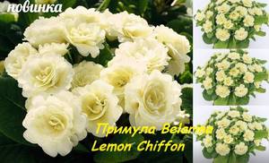 2093770586_2919.--Belarina-Lemon-Chiffon-15.thumb.jpg.69c955484fc6dc52dbc2a029c4426c92.jpg