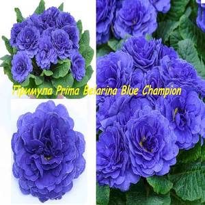 794815742_2923.--Prima-Belarina-Blue-Champion-15-.thumb.jpg.6ad0c5dc396b868c302ebe3da5eea9a0.jpg