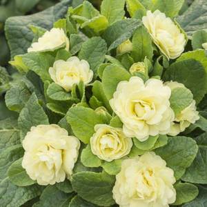 Lemon-Chiffon-LRPrimula-Buttercup-pale-mutant-14_16A0947-900x900.thumb.jpg.d7c4b6d21bf7bd1ff079381787817bf0.jpg