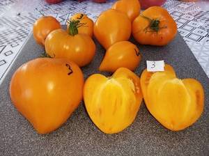 Tomate_Jaune_du_lac_de_Bret.thumb.jpg.1e97d5d0c549b043b11a119a246c5c66.jpg