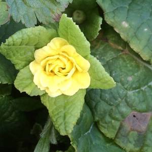 primula-belarina-buttercup-yellow.thumb.jpeg.bf5a417cb04e353bf781c04a89d79492.jpeg