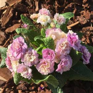 primula-belarina-pink-champagne.thumb.jpg.8c95f9909777b0ece9a73f31baec7af7.jpg