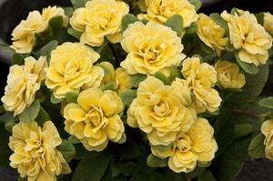 primula_belarina_buttercup_yellow_0.thumb.jpg.65321011f690d7a4ffd84ed967b32759.jpg