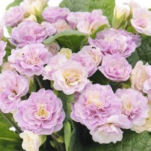 primula_belarina_pink_champagne_0.thumb.jpg.4e4d77df8bc41a4df7b04d30f9953087.jpg