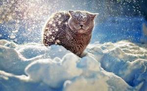 winter-cat-photograph.jpg