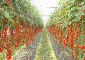 Pachino-Tomatoes-Italy.thumb.jpg.1d1f62c1607fed50f49db34396b5022a.jpg.cefb00023b3157d09e48eb6651598f6d.jpg
