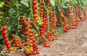 Pachino-Tomatoes.thumb.jpg.ea3dc4734dec87d7707e3a43f94f0011.jpg.d63c266325557a126dffbff445571041.jpg