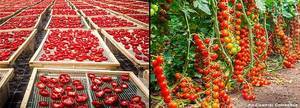 original_Pachino-Tomato-Cultivation.thumb.jpg.3536aeaa58399a635c3e37cd979f0c98.jpg.3208d2980906db98c4d6d6475bc0e0bc.jpg