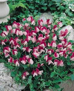 sweet-pea-cupid-pink-flowers.thumb.jpg.31933245834add3fedc72355a2ee36e6.jpg