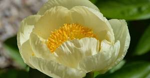 20160414_0798 Southern Peony Best Performer Roy Pehrson's Best Yellow Bloom.JPG