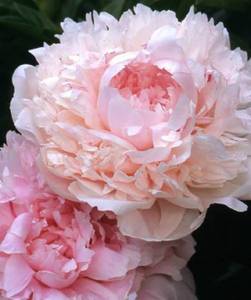 Peony_Myrtle_Gentry.thumb.jpg.1f4ab764b7ab84ace60ea86a51aa98db.jpg