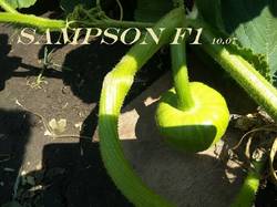 10 июля Sampson F1.jpg