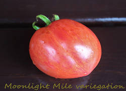 Moonlight Mile variegation.jpg