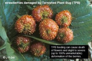 TPB-Damage-on-Strawberry.thumb.jpg.eb56b3cdd9429fafbfb7ca6d9b3167ef.jpg