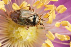 Tarnished_Plant_Bug.thumb.jpg.b3a7df1ab3384d6c1d8dad1d6510f3ca.jpg