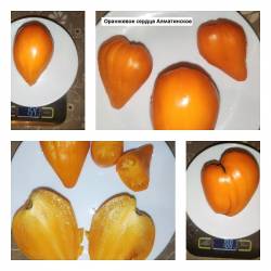 Оранжевое сердце Алматинское.jpg