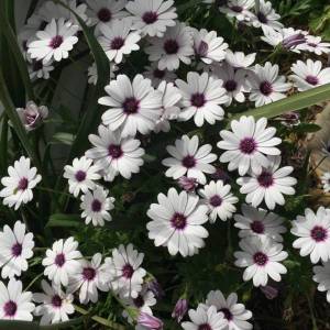 osteospermum-basket-white.jpeg