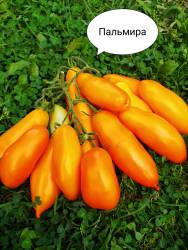 Пальмира