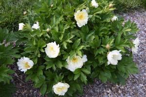 20180502_0218 Southern Peony Best Performer 'White Emperor' Bush.jpg