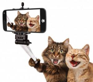 depositphotos_80421608-stock-photo-funny-cats-self-picture.thumb.jpg.476ea1d2d20277af546e3d513252d66e.jpg