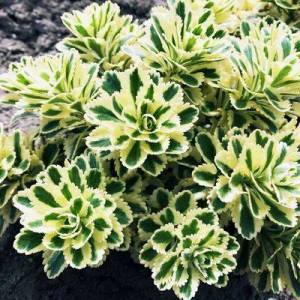 sedum.jpg