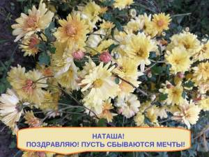 Корейская хризантема желтая.jpg