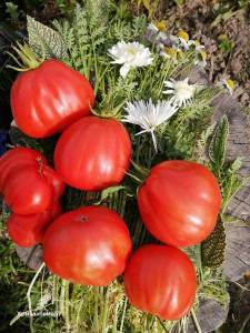 Red Pear Abruzzese2.jpg