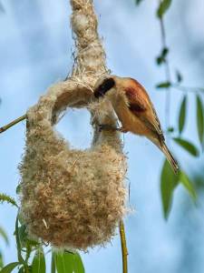 синица-penduline-на-гнез-е-pendulinus-remiz-94577437.jpg