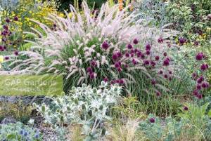 Allium sphaerocephalon, Eryngium giganteum and Pennisetum orientale.jpg