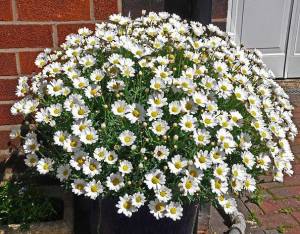 Argyranthemum_7.jpg