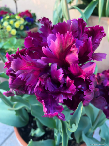 37620-tulipa-negrita-parot-3.thumb.png.92be6629311ce69c59ae26e2b49a86a3.png