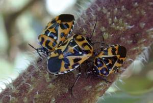 Harlequin-cabbage-bug.thumb.jpg.beb761563af49e1e304ea451dd6113df.jpg