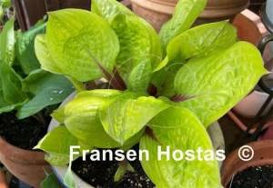 Hosta Lemon Snap-photo-made-by-Ewa-Grasso-8.jpg