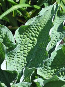 Raucous_Ruffles_Hosta__76906.jpg