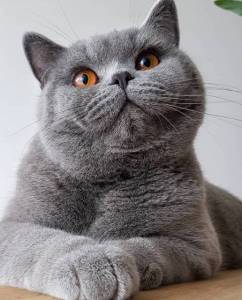 cat-kitten-grey-cat-Favim.com-6935032.jpg