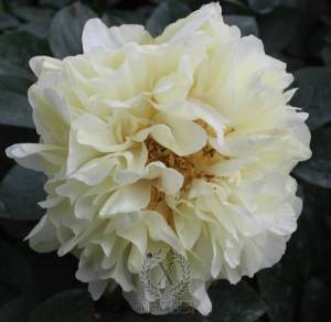 peony-early-sensation-1022-1-600x600.jpg