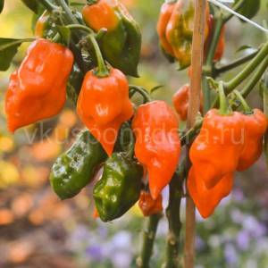 perec-habanero-oranzhevyj-2-900x900.thumb.jpg.dde07658646651d356dfb2f9f0131b58.jpg