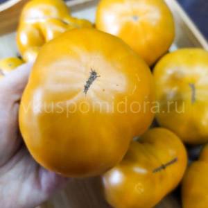 semena-sorta-tomata-Gnom-Uluru-Ohra-Dwarf-Uluru-Ochre-3.thumb.jpg.522a6e314ba32b8655844ac60862f1f8.jpg