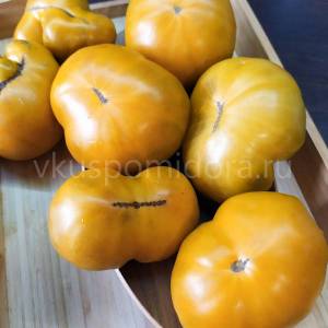 semena-sorta-tomata-Gnom-Uluru-Ohra-Dwarf-Uluru-Ochre-5.thumb.jpg.d65a780204154ceb25f29e40a2826585.jpg