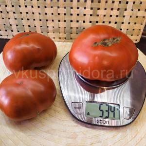 tomat-gnom-mahagon-3.thumb.jpg.543706a47fcdb16b8bbf2be010173e52.jpg
