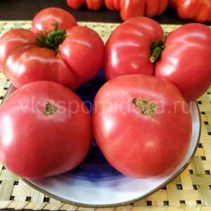 tomat-gnom-rozovaya-liviya-3.thumb.jpg.cab4db8ffa8de4ce88820180c2210bd5.jpg