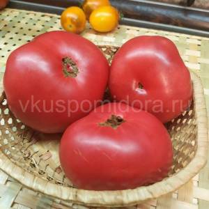 tomat-gnom-ukus-zmei-1.thumb.jpg.788727ffcb403456d7cb9d3698ea6bc7.jpg