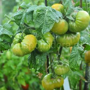 tomat-izumrudnyj-gigant-1.thumb.jpg.2bce3cd47d3f78b67684494b05c6caef.jpg