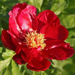 peony-john-harvard.jpg