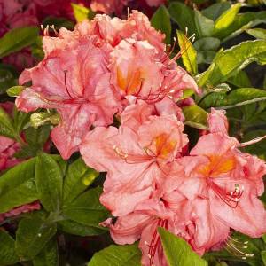 Rhododendron_hybr_Sarina_U_4443.thumb.jpg.1e862168db95eedfd253298495552479.jpg