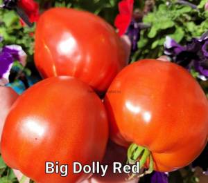 Big-Dolly-Red.jpg