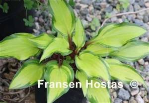 Hosta Pineapple Salsa-photo-made-by-Green-Hill-Farm-2.jpg